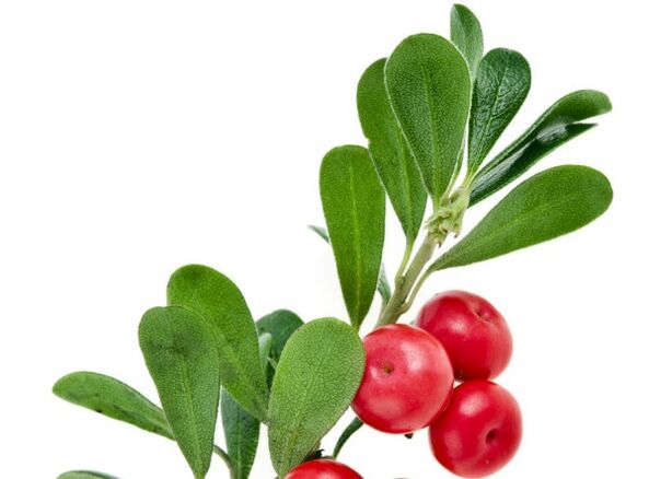 Clean Forte ngandung daun bearberry