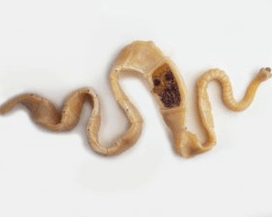 Babi Teteworm