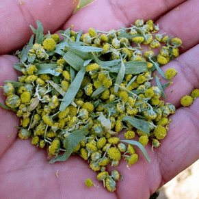 wormwood pikeun parasit