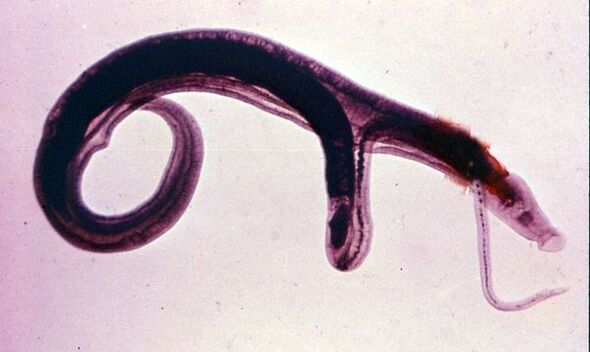 Schistosoma mangrupikeun salah sahiji parasit anu paling umum sareng bahaya